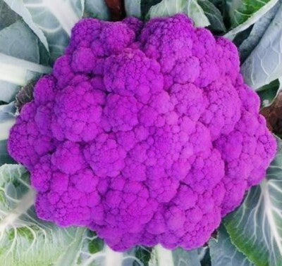 Pink Broccoli Seeds for Planting – Heirloom, Non-GMO Vegetable Seeds for Home Garden & Organic Growing
