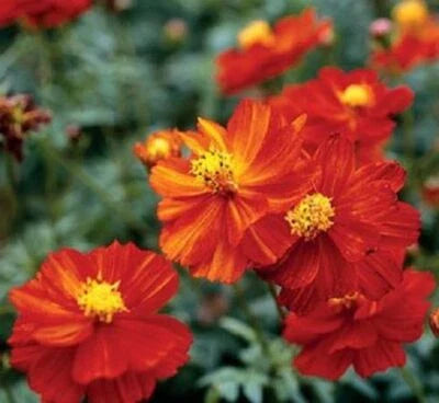 Red Cosmos Dwarf Sulphur Planting Ct Flower Cosmos Sulphureus Usa Annual Bees Heirloom Non Gmo