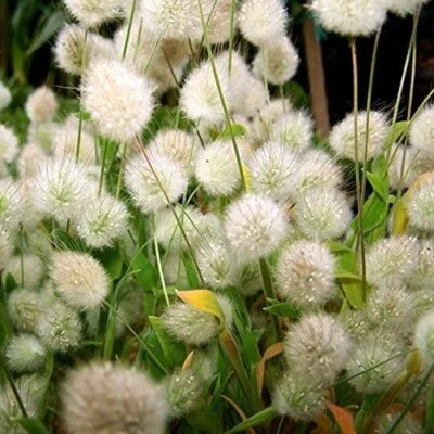 grass tails flower seeds