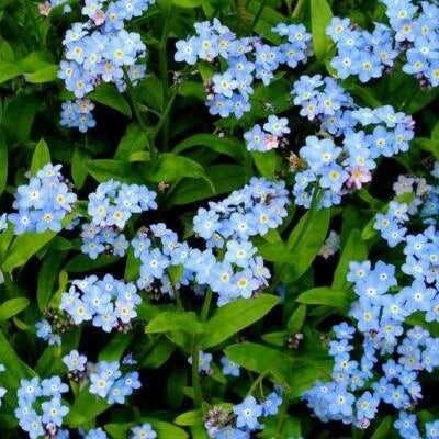 blue forget flower seeds