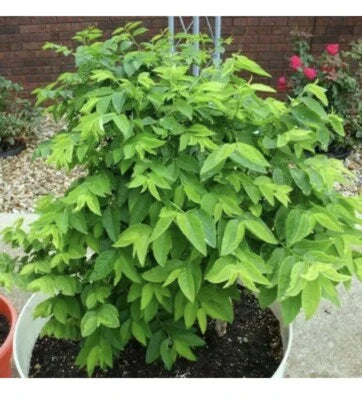 Hat Rau Bo Ngot Katuk Sweet Leaf Sauropus Androgynus Star Gooseberry Heirloom Non Gmo Flower Seeds