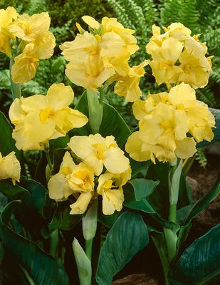 canna lily flower seeds