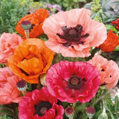 red poppy flower seeds