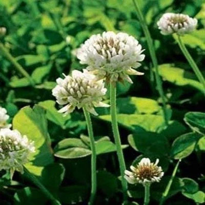 white perennial flower seeds