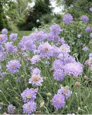 violet pincushion flower seeds
