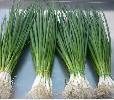 White Heirloom Lisbon Bunching Onion Scallion Planting Non Gmo Organic Non Gmo Flower Seeds