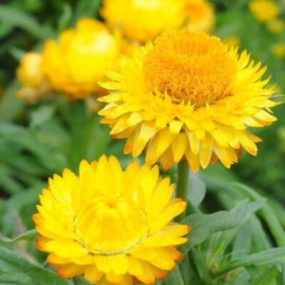 golden yellow flower seeds