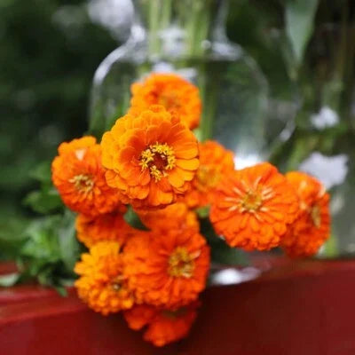 orange zinnia flower seeds