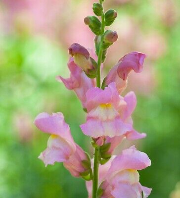 Antirrhinum blomsterfrø til udplantning - Hvid &amp; Pink 100 stk