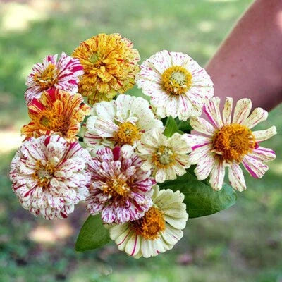 Zinnia Candy Striped Flower Planting Mix Heirloom Double Flower Non Gmo Easy To Grow Annual