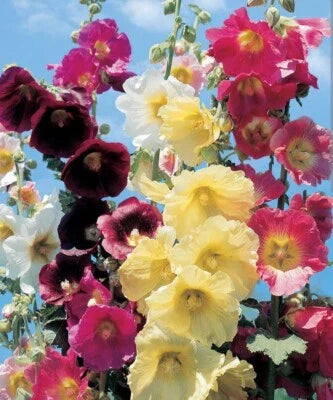 summer mix flower seeds