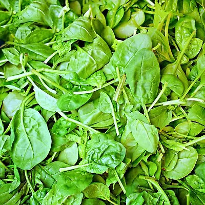 italian leaf flower seeds