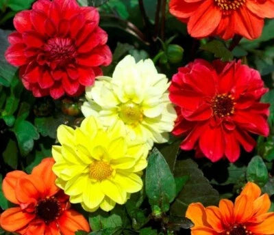 dahlias mary flower seeds