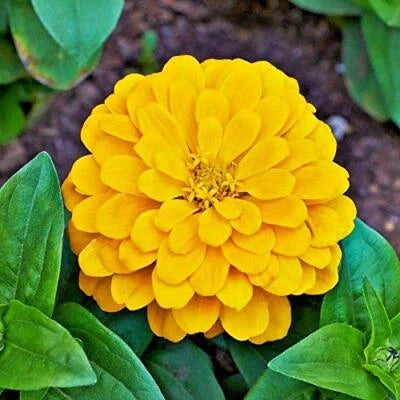 Yellow Canary Bird Zinnia Planting Giant Flowers Heirloom Non Gmo Easy To Grow Annual Blooms