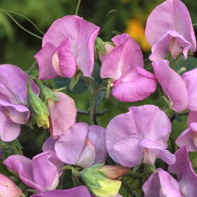lavender royal flower seeds