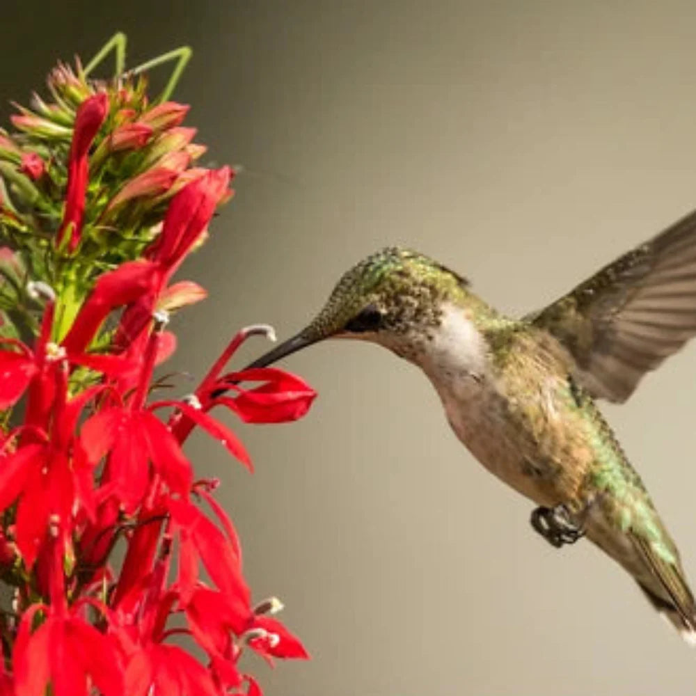 cardinal flower flower seeds