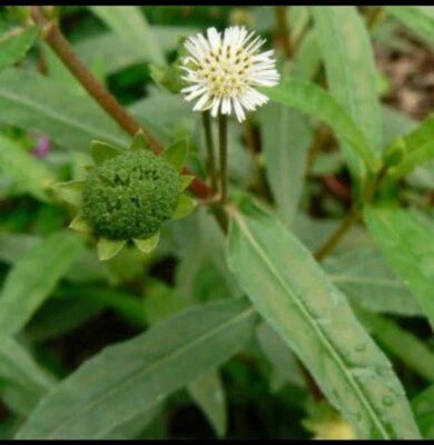 false daisy flower seeds