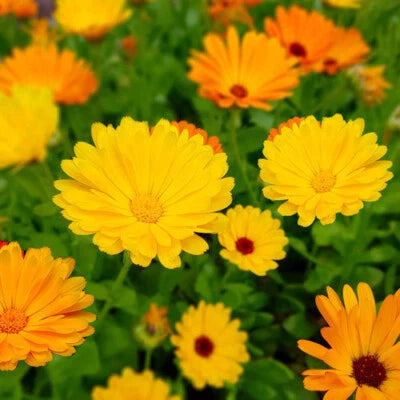 fiesta gitana flower seeds