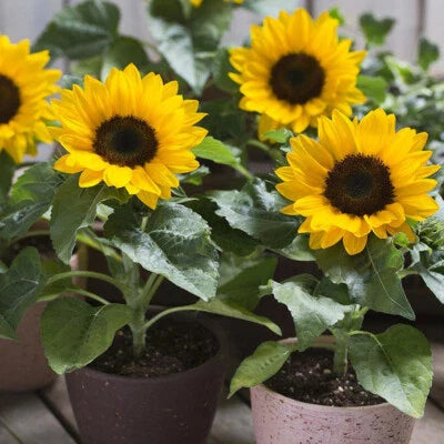 Dwarf Sunspot Sunflower Planting Compact Helianthus Annuus Non Gmo Free Ship Heirloom Flower