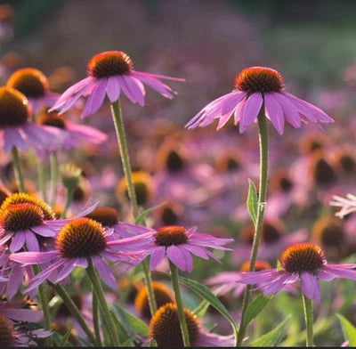 purple echinacea flower seeds