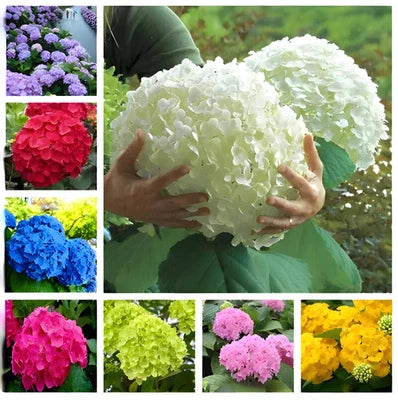 hydrangea garden flower seeds