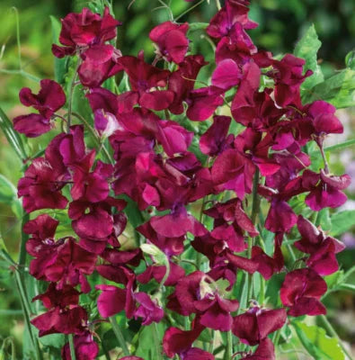 red sweet flower seeds