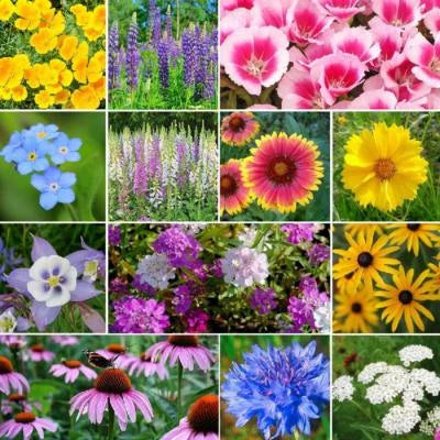Deer Resistant Wildflower Mix Species Variety Sizes Heirloom Non Gmo Flower Seeds Home Garden