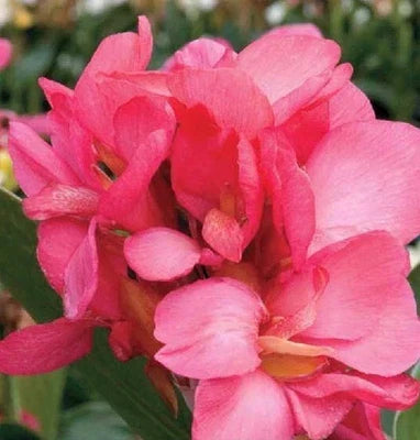 pink canna flower seeds