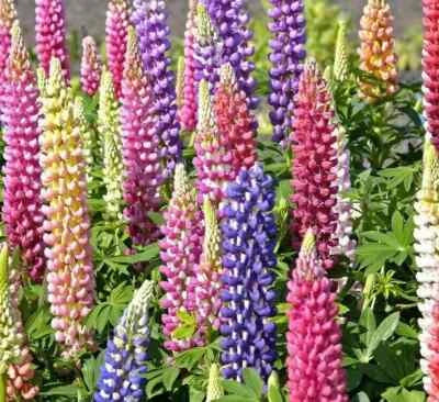 russell lupine flower seeds