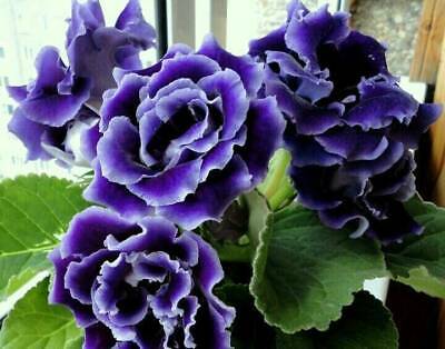 Hvid lilla brasilianske Gloxinia blomsterfrø til plantning 100 stk