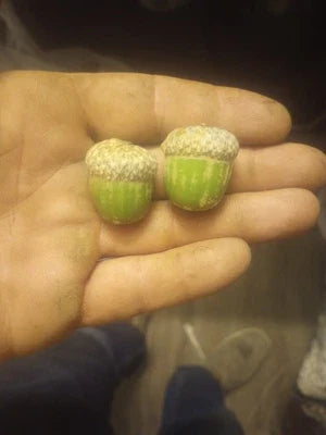 Shumard Oak Acorns Tree Planting Heirloom Non-GMO Seeds for Planting High Germination Organic Garden Seeds