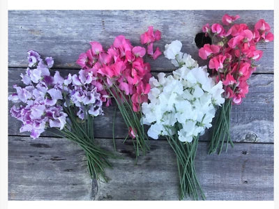 winter flowering flower seeds