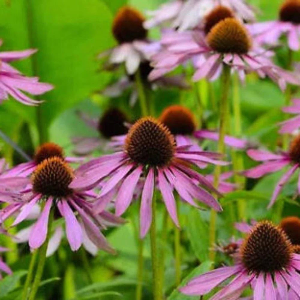 purple coneflower flower seeds