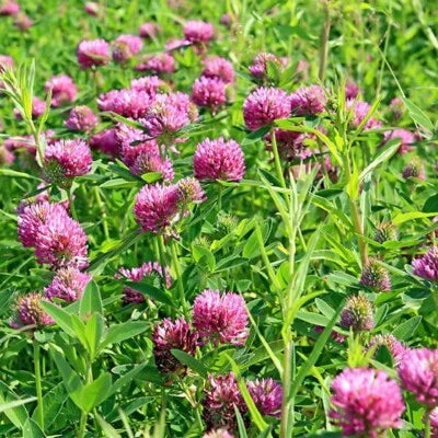 red sprouting flower seeds