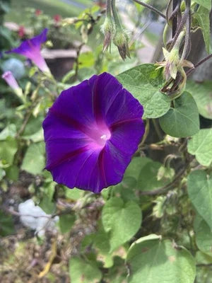 purple morning flower seeds