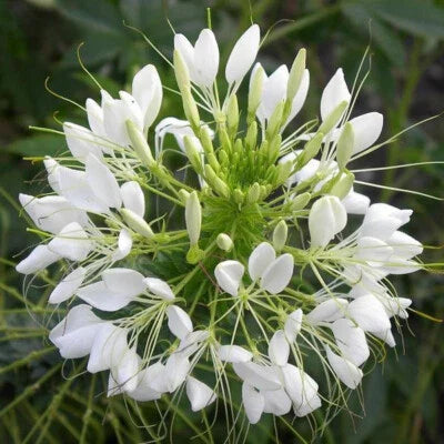 white queen flower seeds