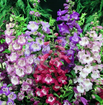 red penstemon flower seeds