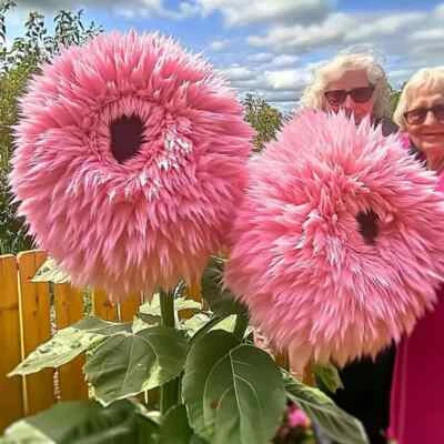 pink giant flower seeds