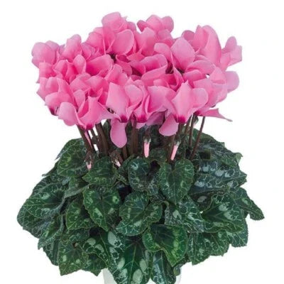 cyclamen for flower seeds