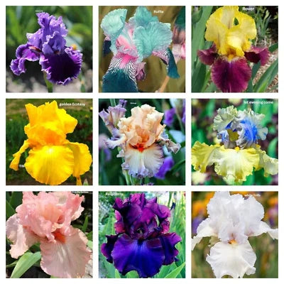 mixed color flower seeds