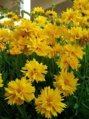 sunray perennial flower seeds