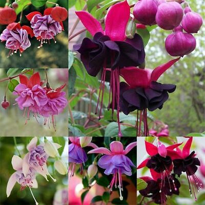 Flerfarvede Fuchsia blomsterfrø til plantning 100 stk