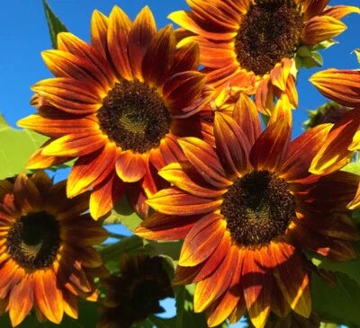 earthwalker sunflower flower seeds