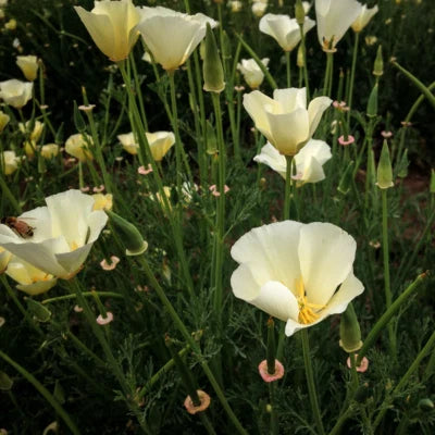 White Linen Calinia Poppy Planting Flower Planting Heirloom Non Gmo Flower Seeds