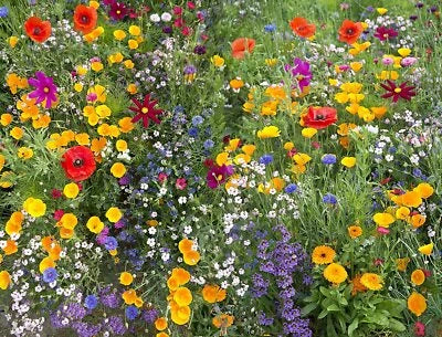hummingbird and flower seeds