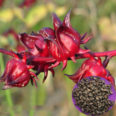 Roselle Hibiscus Flower Seeds for Planting, 100 pcs