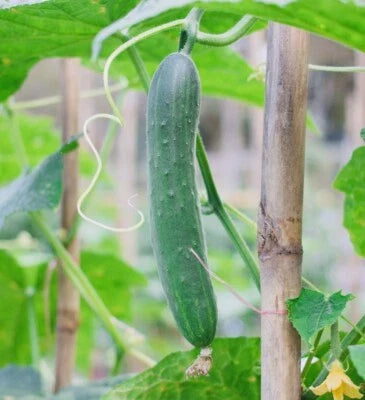 Fresh Harvest Tendergreen Burpless Cucumber Planting Nongmo Heirloom Variety Planting Non