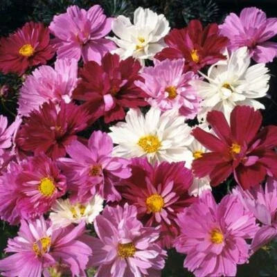 cosmos psyche flower seeds