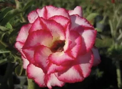 red white flower seeds