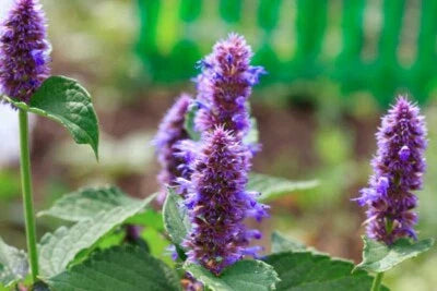 anise hyssop flower seeds